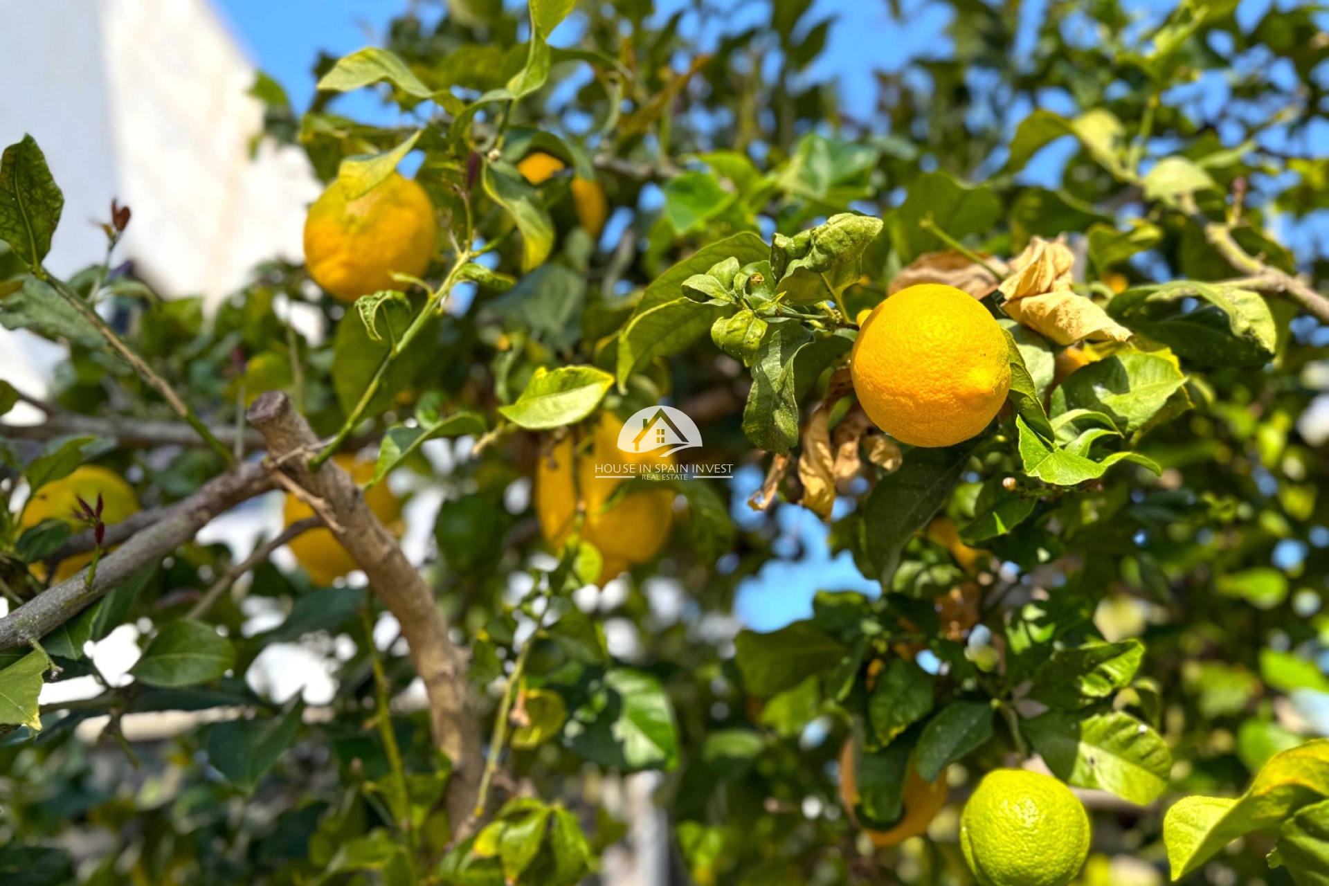Herverkoop - Villa - Orihuela Costa - Villamartín